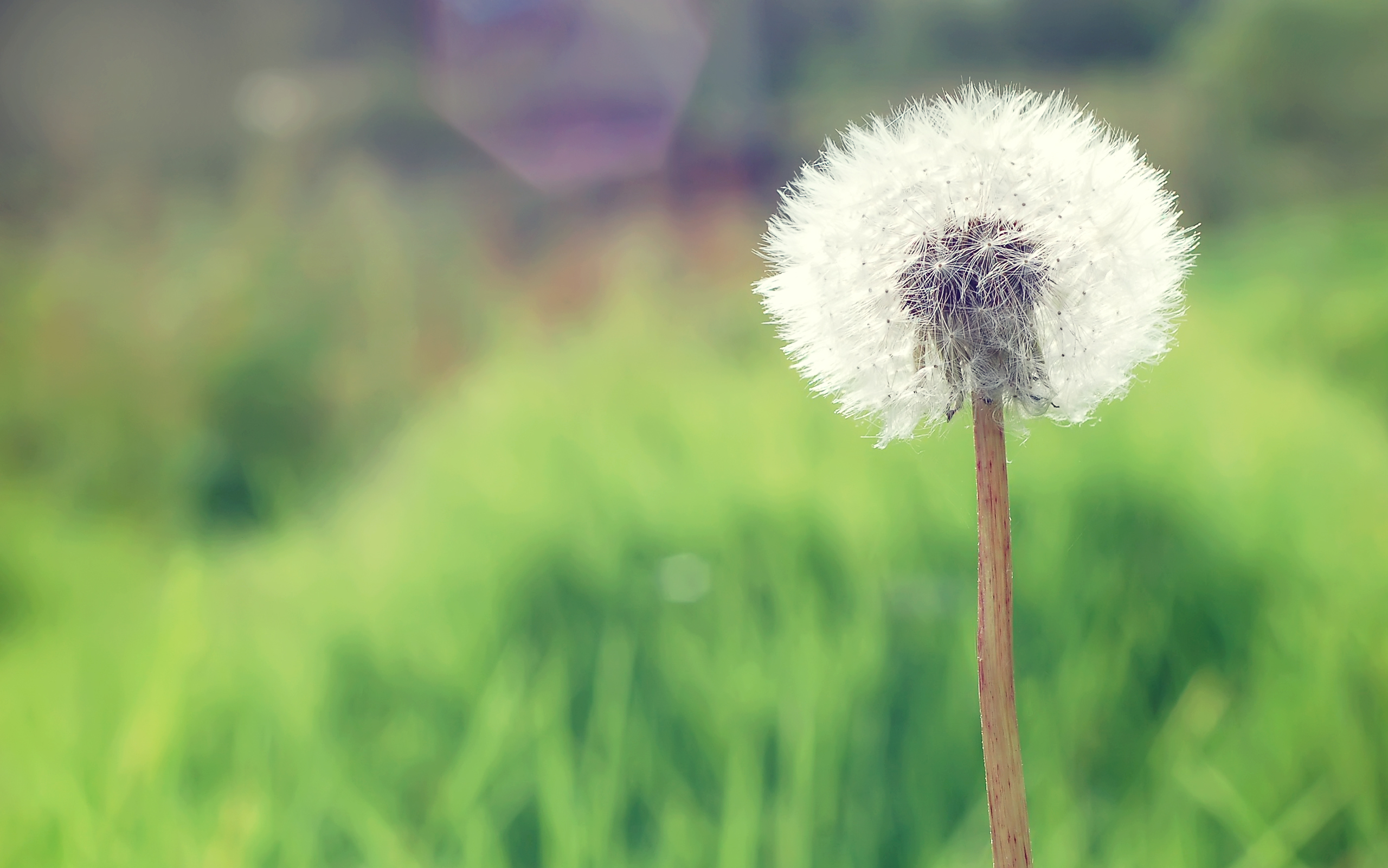 Countryside Dandelion9261511281